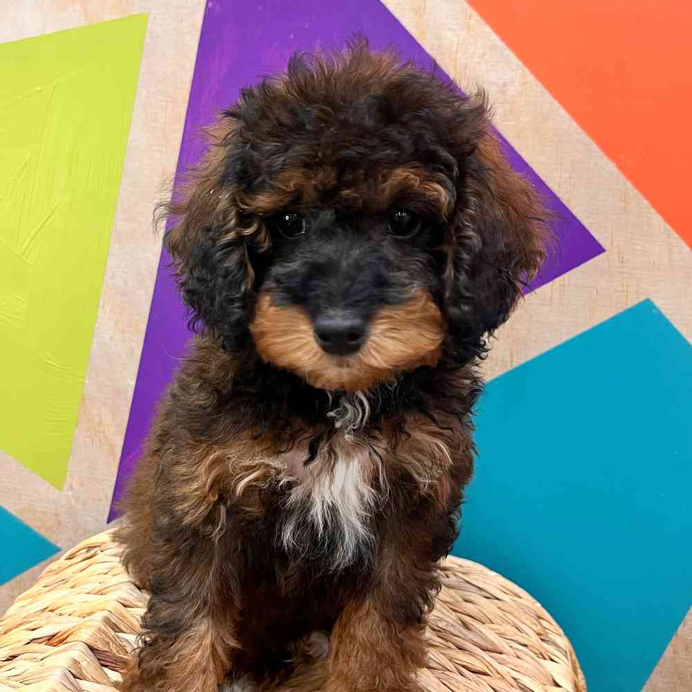 carousel pet images