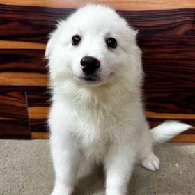 American Eskimo