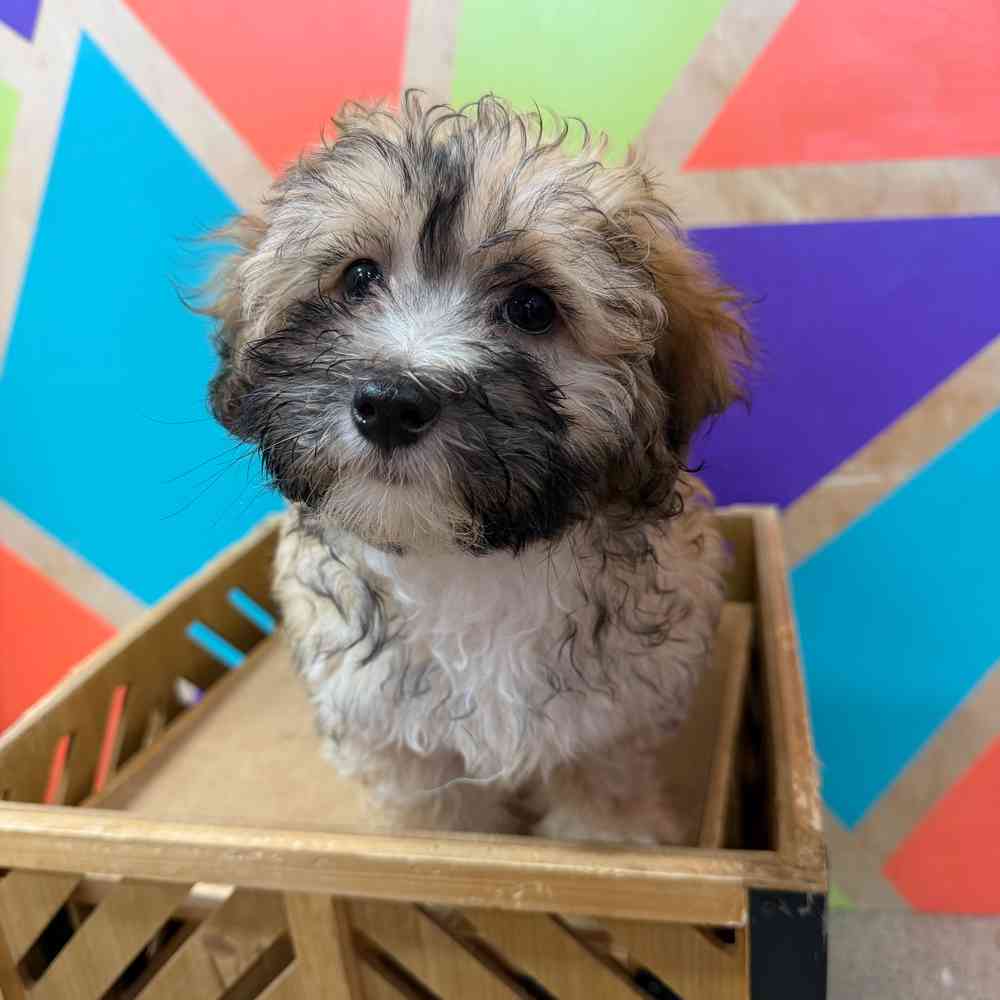 carousel pet images