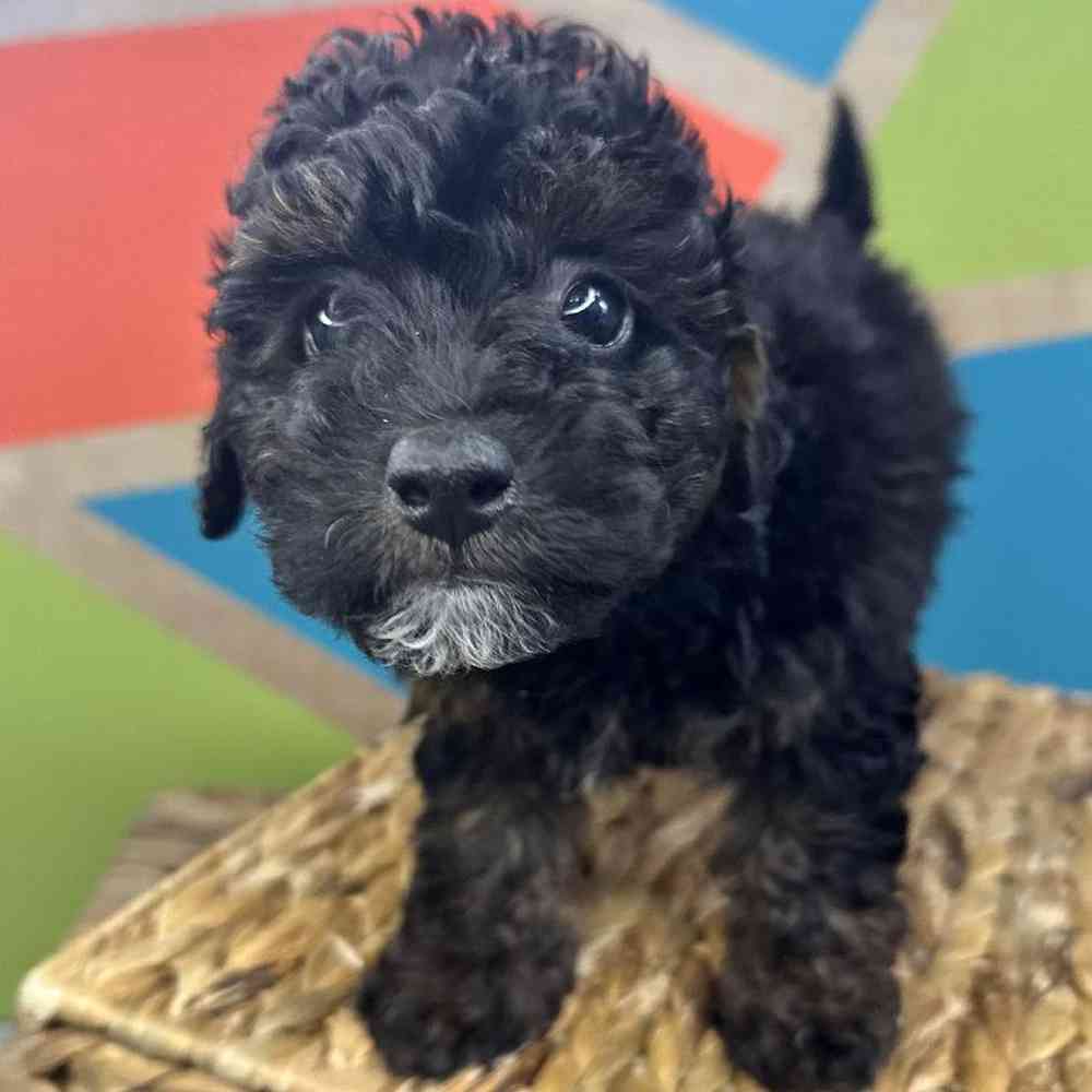 carousel pet images