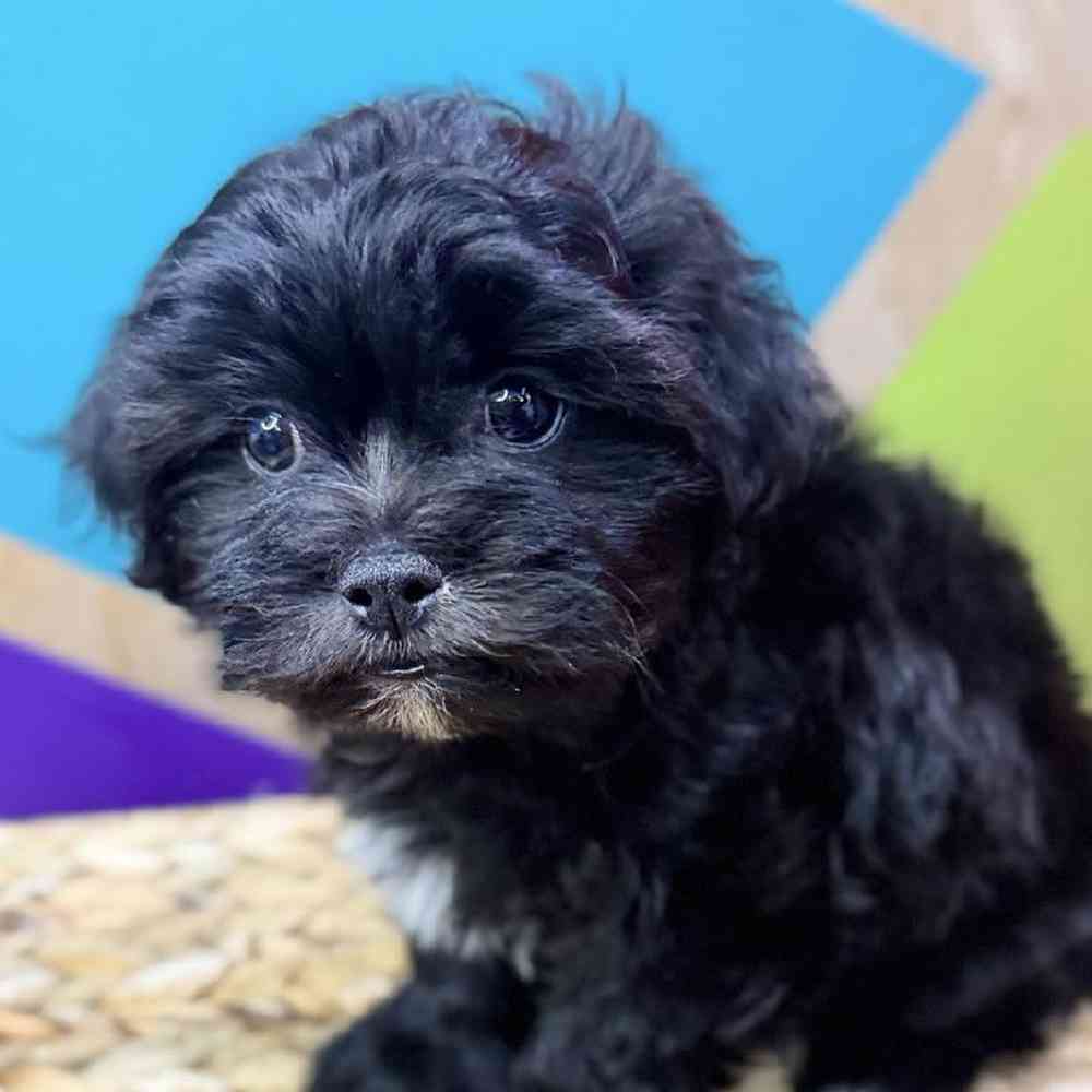 carousel pet images