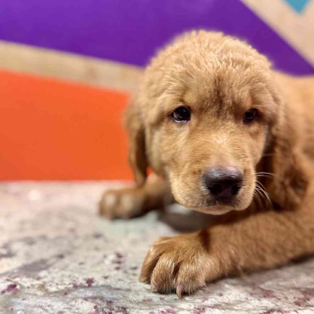 carousel pet images