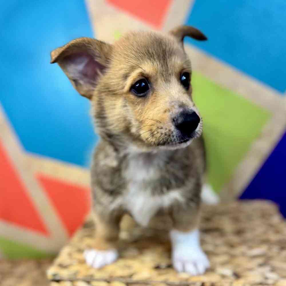 carousel pet images