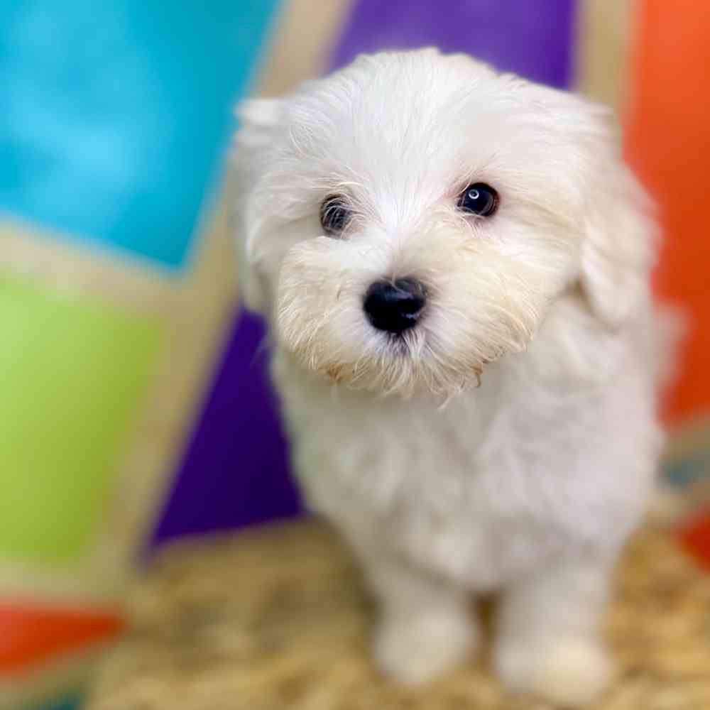 carousel pet images