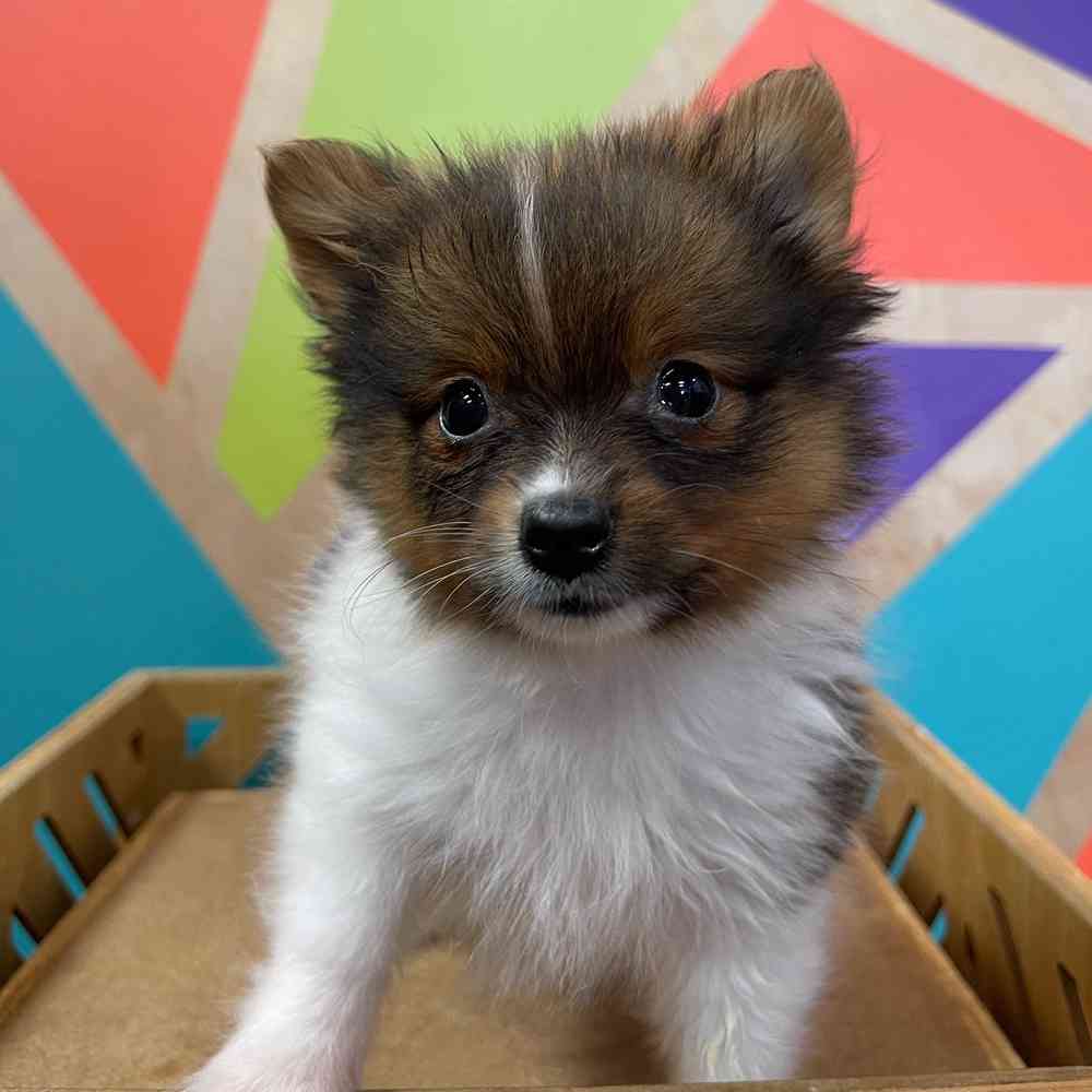 carousel pet images