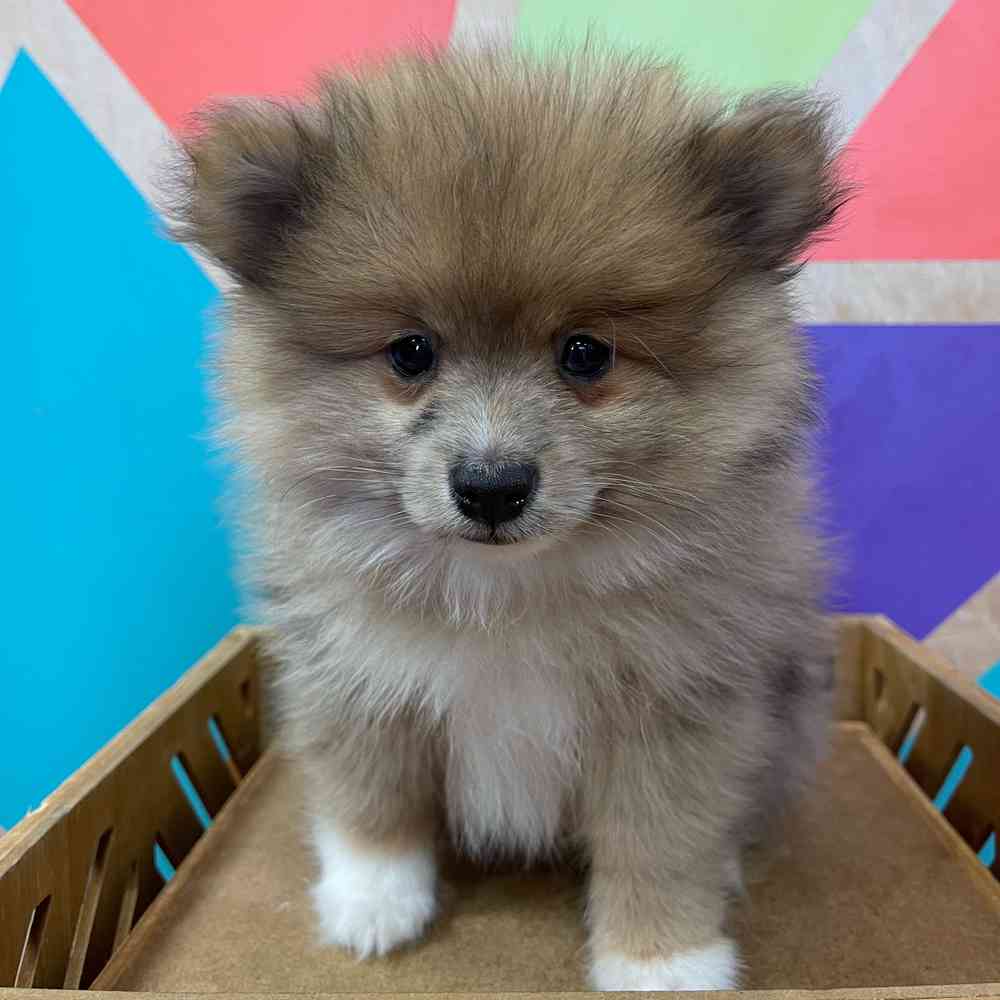 carousel pet images