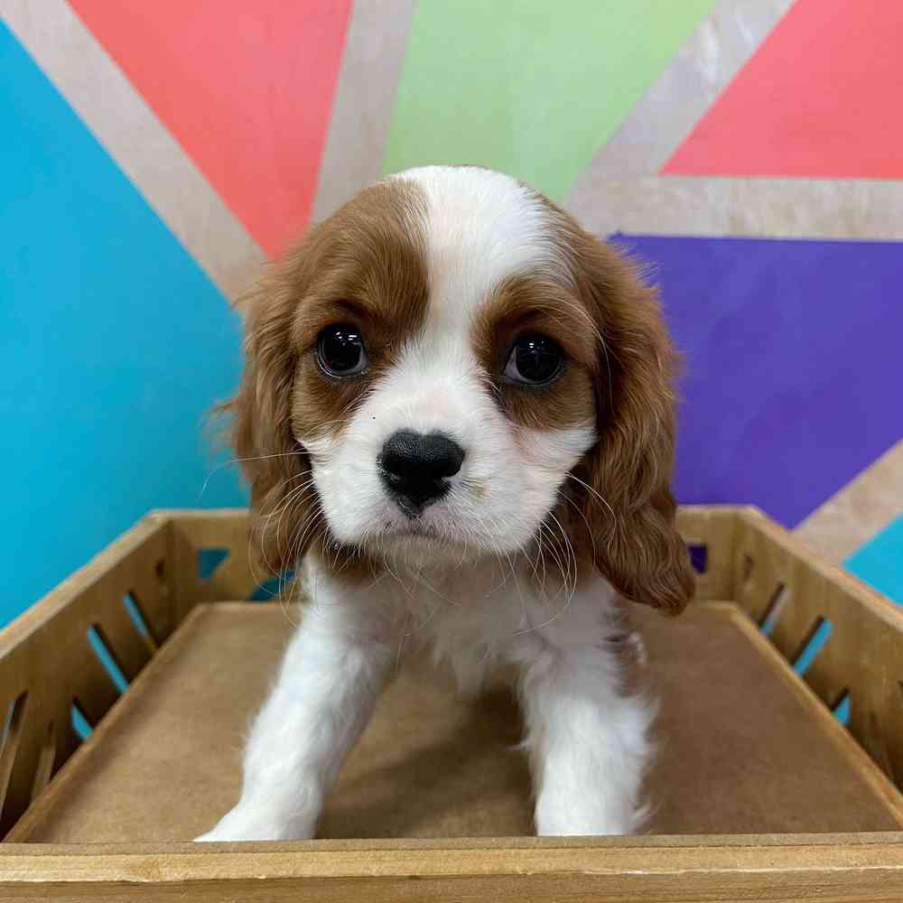 carousel pet images