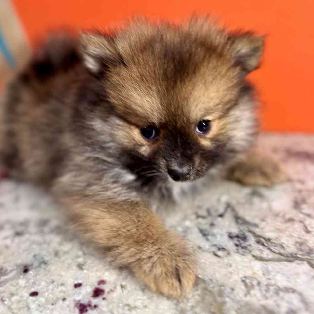 carousel pet images