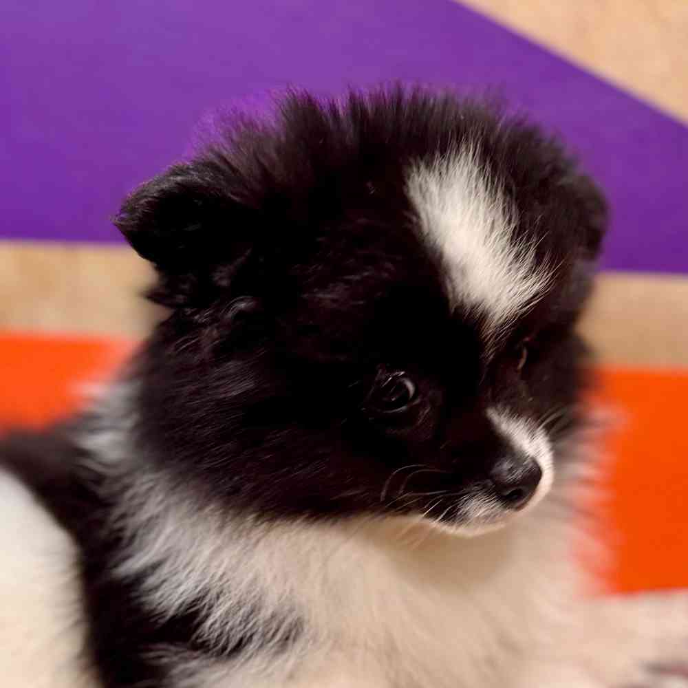 carousel pet images