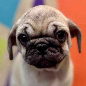 Pug