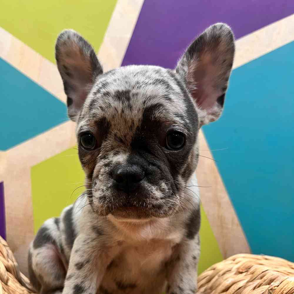 carousel pet images