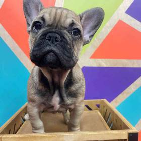 French Bulldog