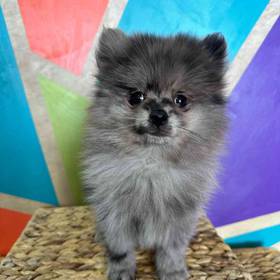 Pomeranian