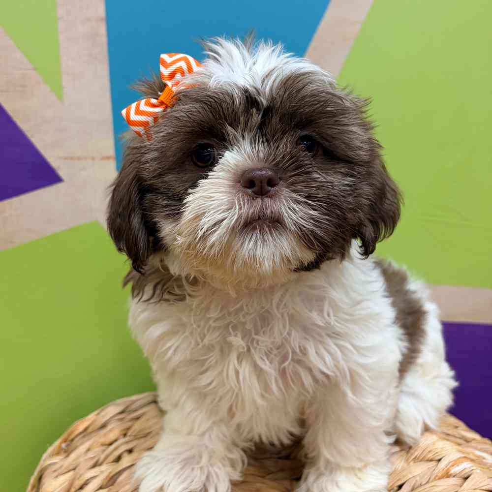 carousel pet images