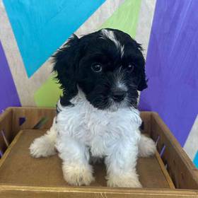 Cavapoo