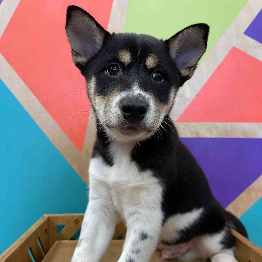 carousel pet images