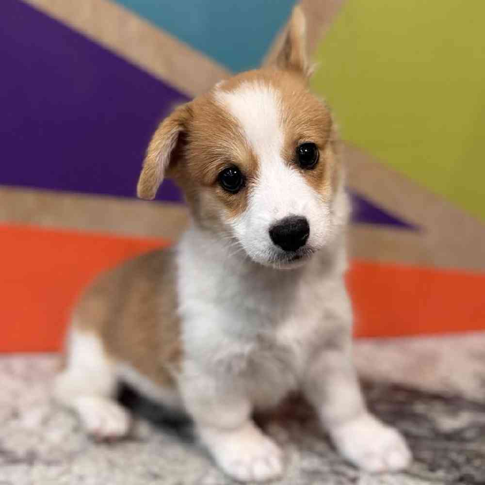 carousel pet images