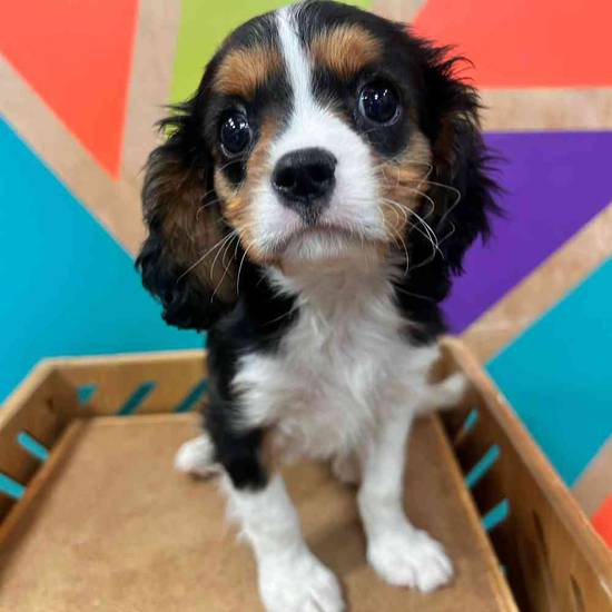 Cavalier King Charles Spaniel
