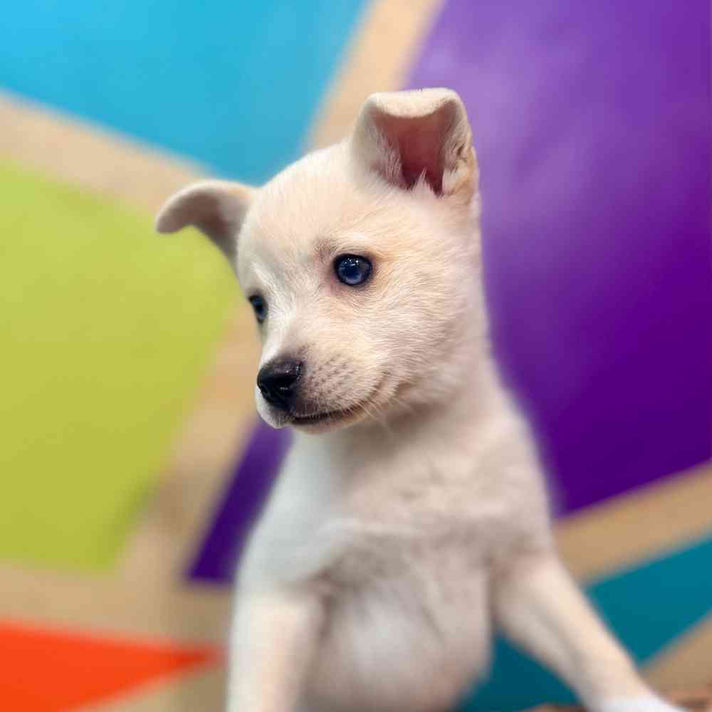 carousel pet images