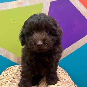 F1B Mini Labradoodle