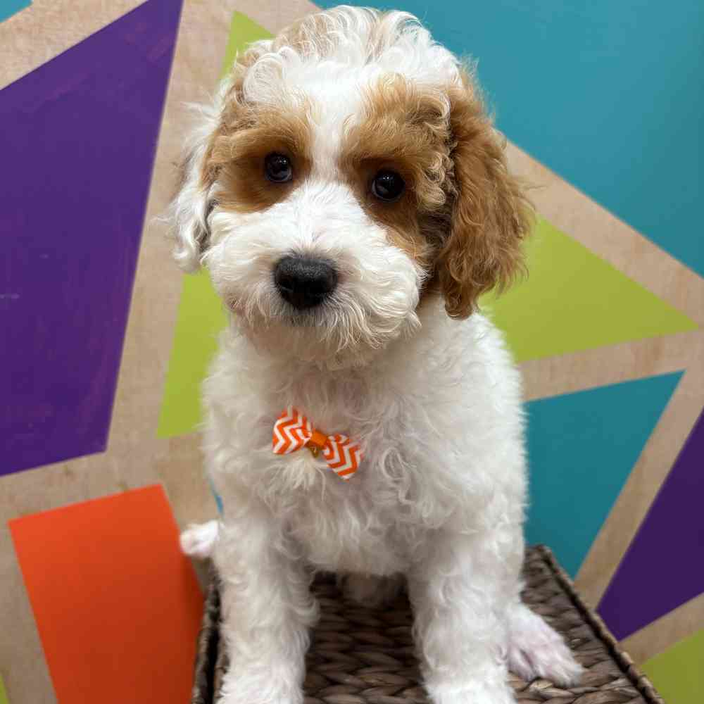 carousel pet images