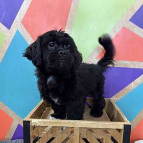 Shih Tzu