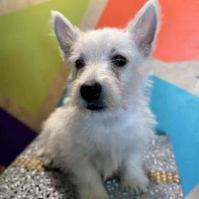 West Highland White Terrier