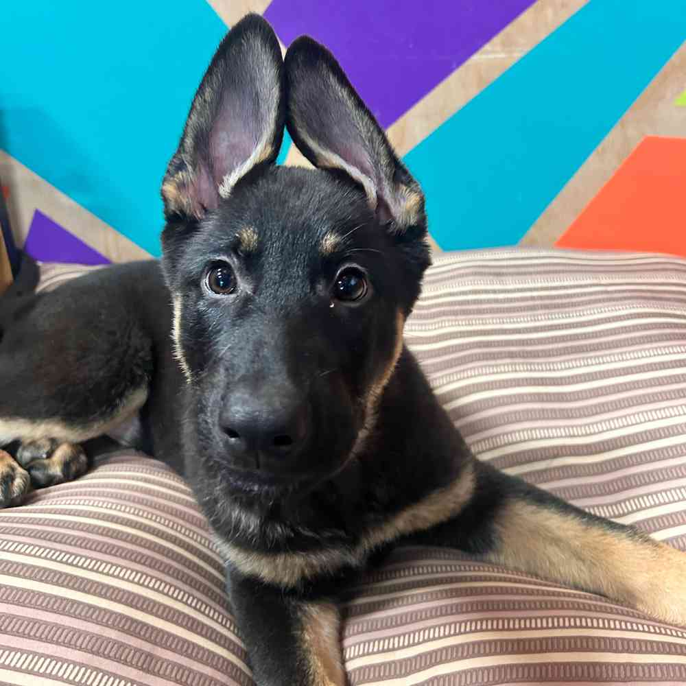 Image of a pet breed in the gallery