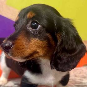 Mini Dachshund