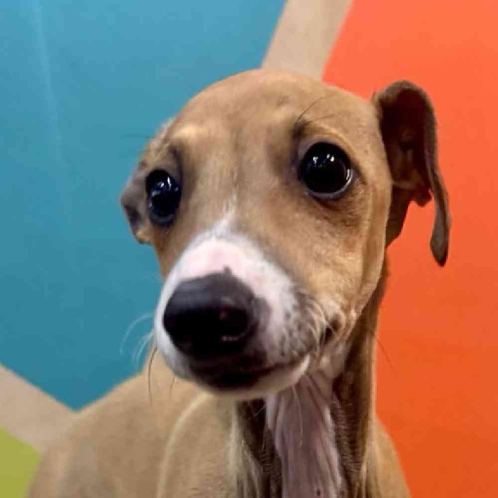 carousel pet images
