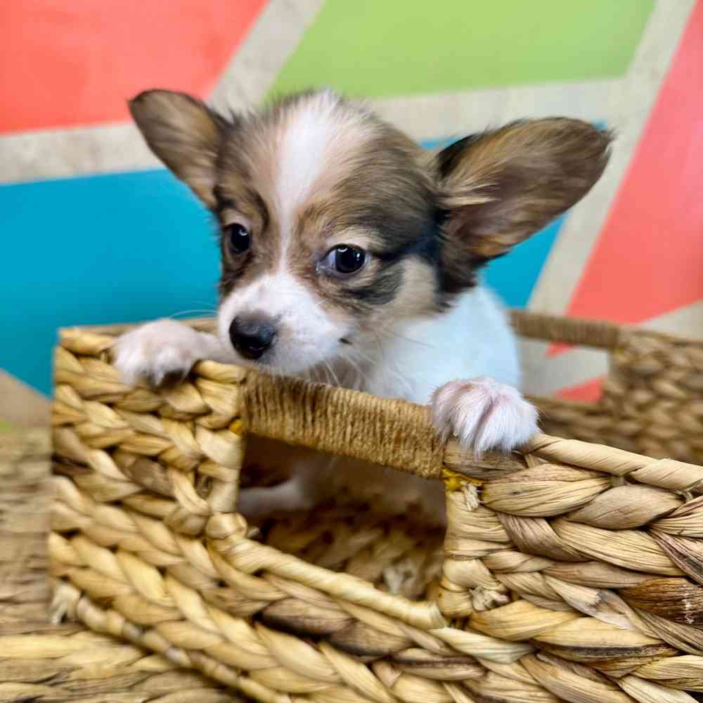 carousel pet images