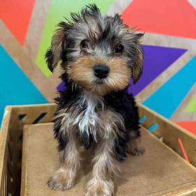 Yorkie-Poo