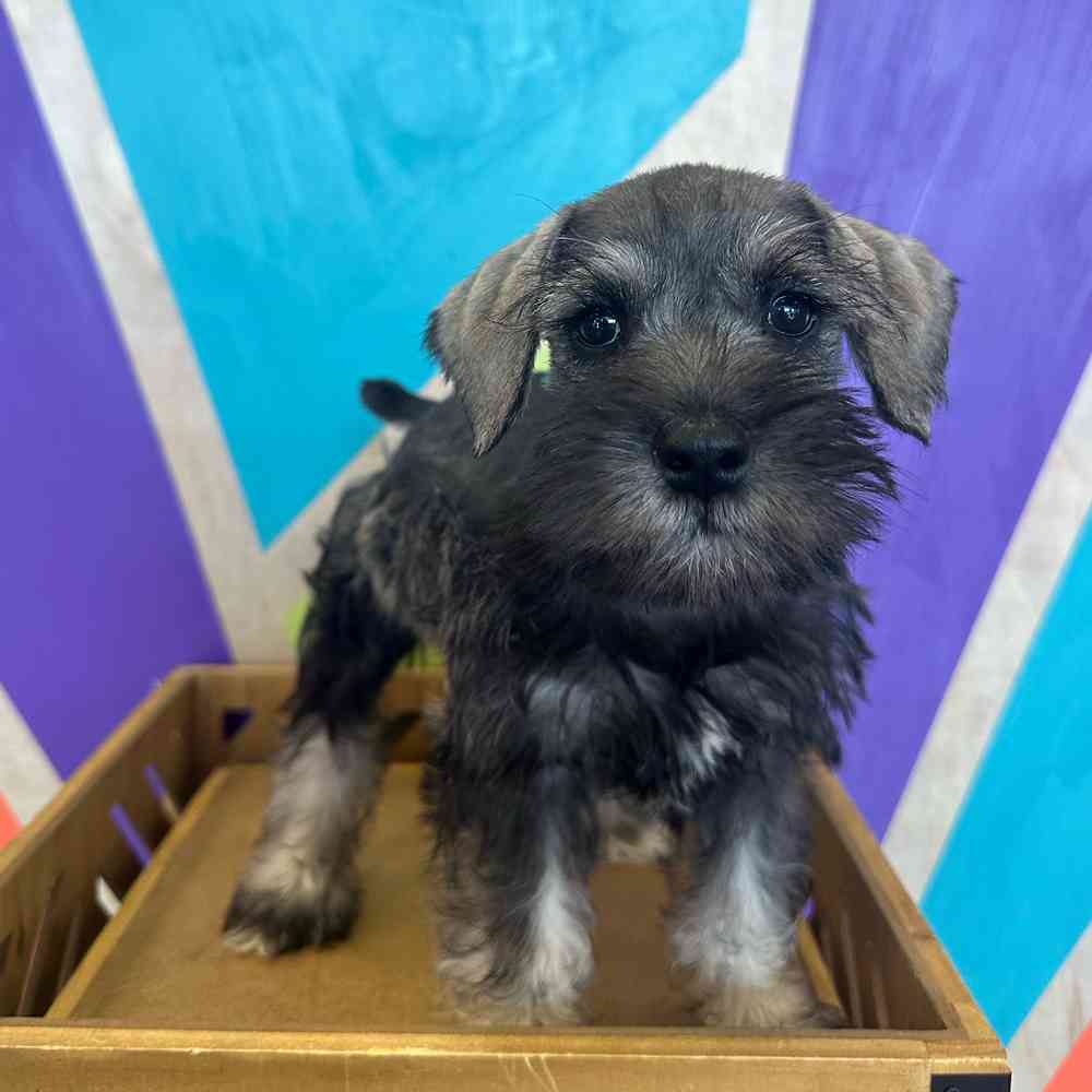 carousel pet images