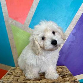 Maltipoo