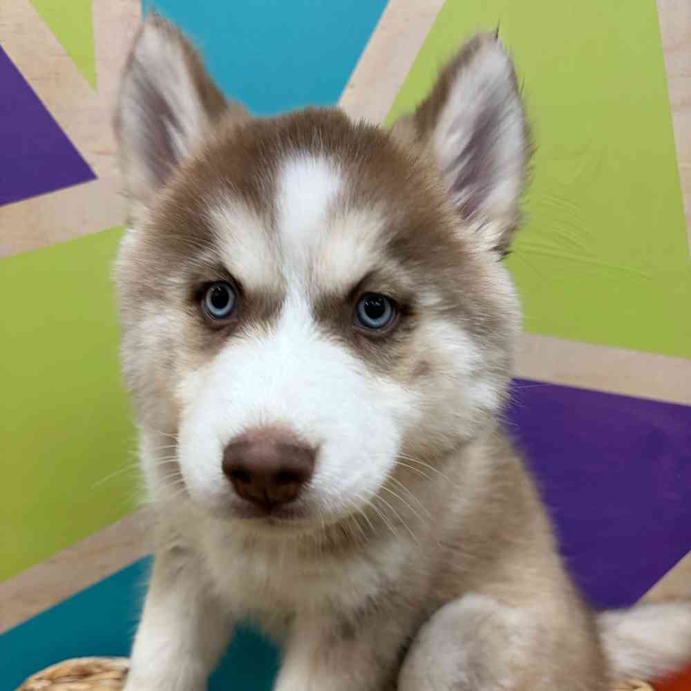 Image of a pet breed in the gallery