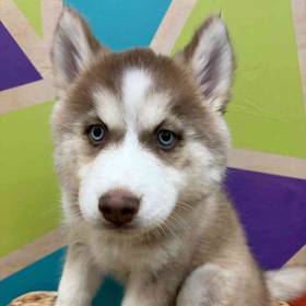 Siberian Husky