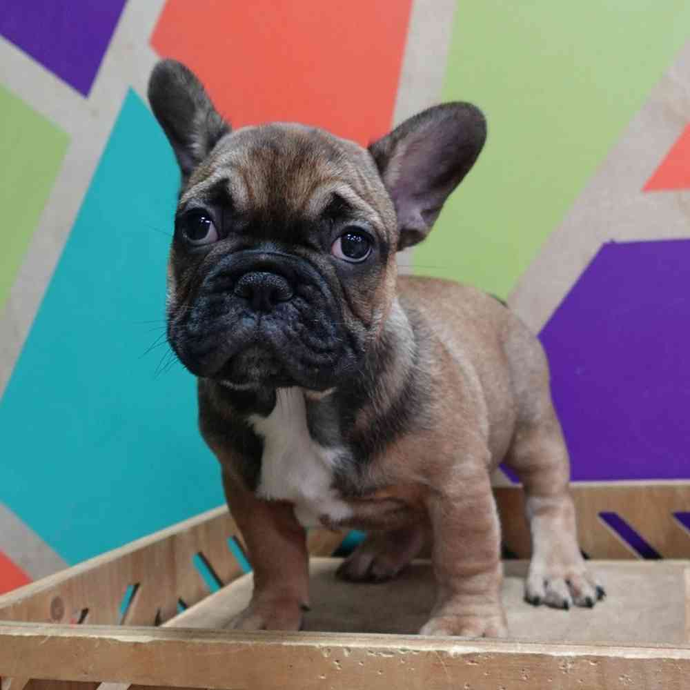 Image of a pet breed in the gallery