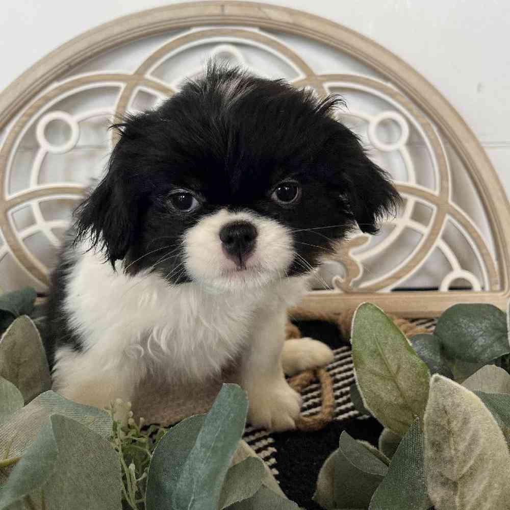 Female Japanese Chin Puppy for Sale in Rogers, AR