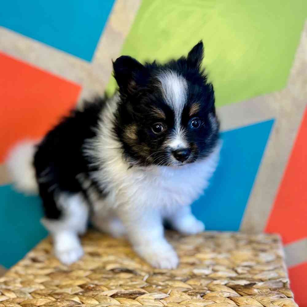 carousel pet images