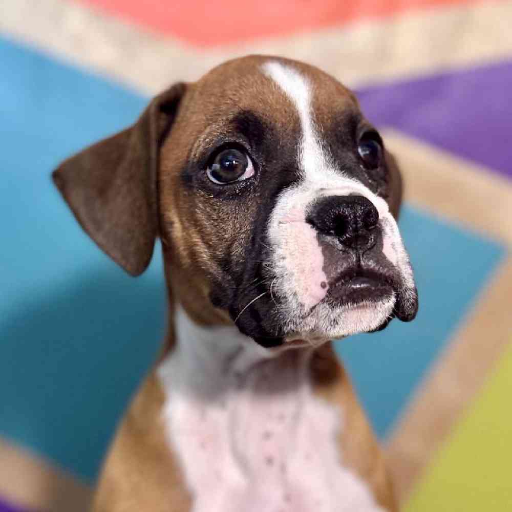 carousel pet images