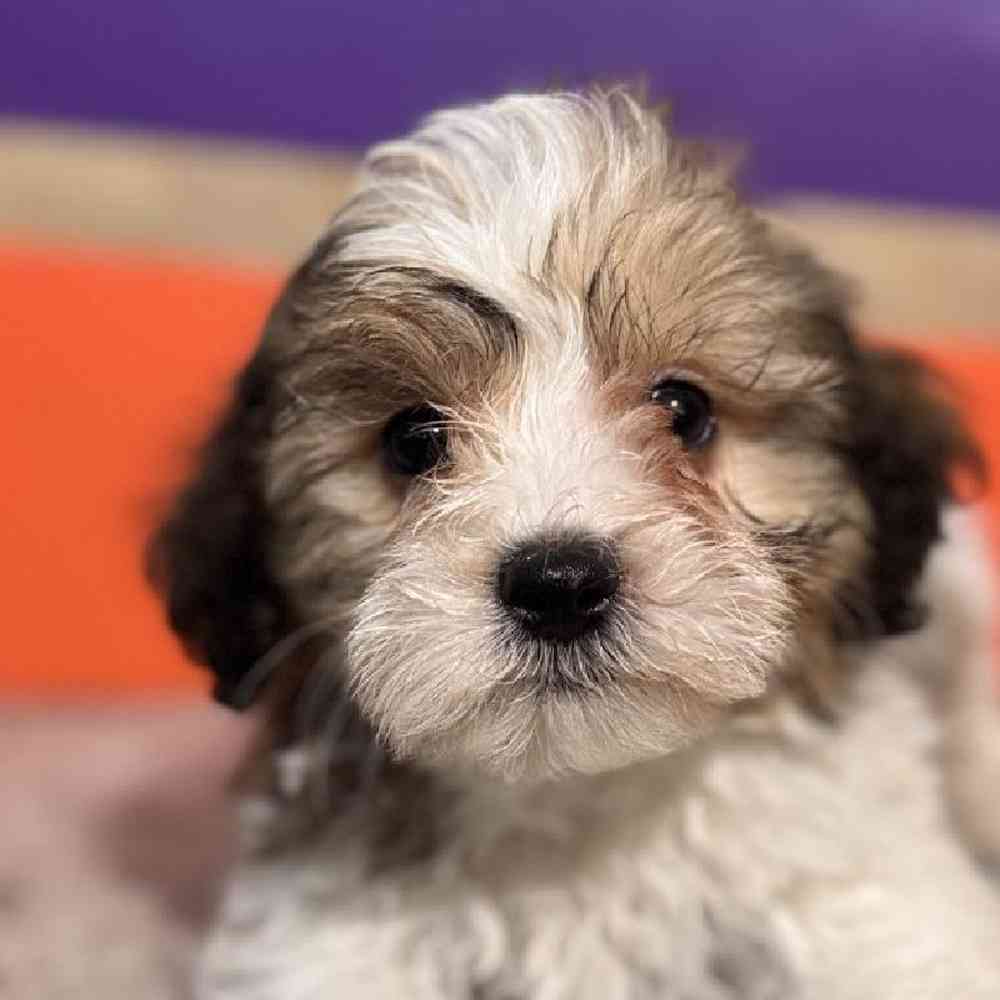 carousel pet images