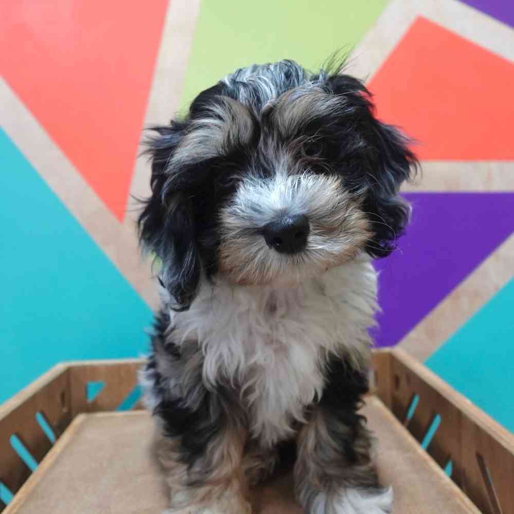carousel pet images