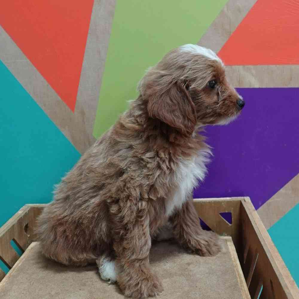 carousel pet images