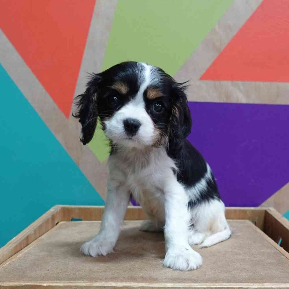 carousel pet images