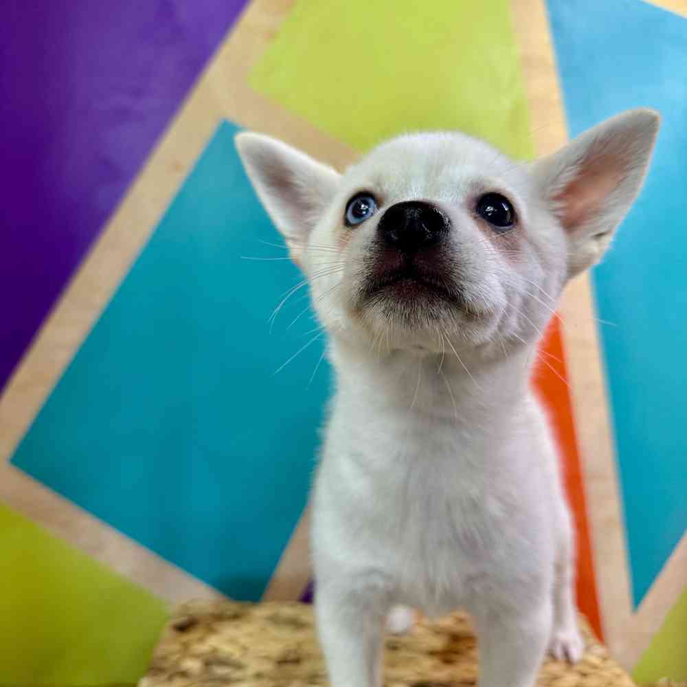 carousel pet images
