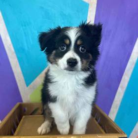 Mini Aussie