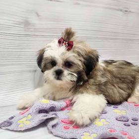 Shih Tzu