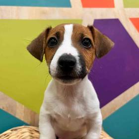 Jack Russell Terrier