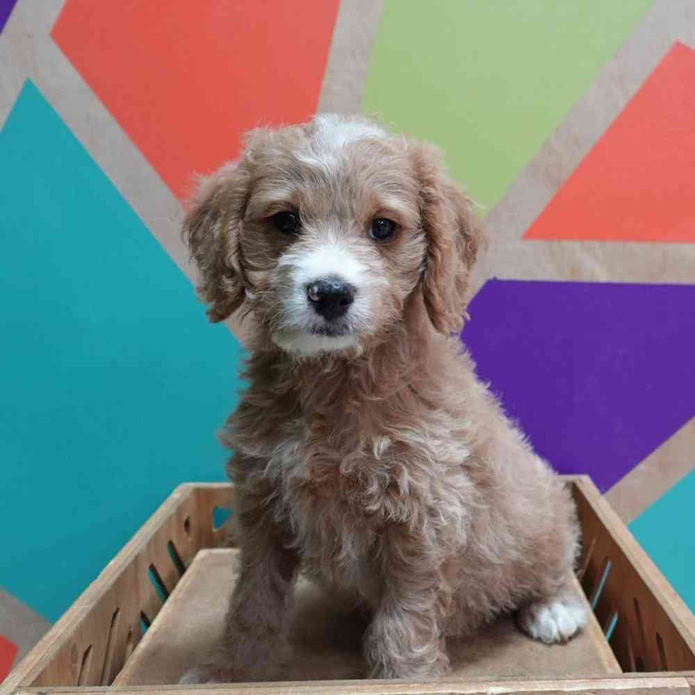 Image of a pet breed in the gallery