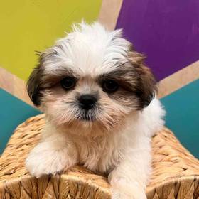 Shih Tzu